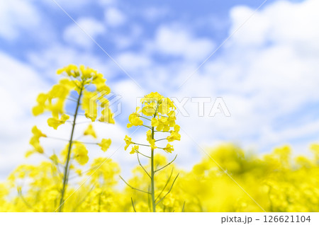 満開の菜の花畑 126621104