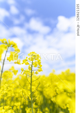 満開の菜の花畑 126621105