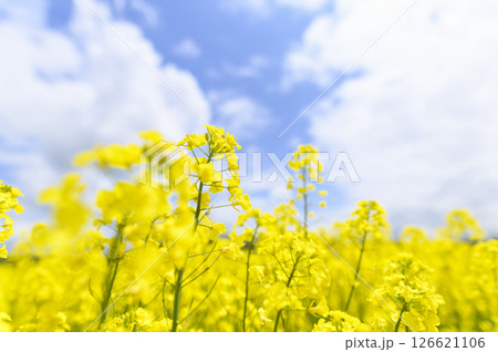 満開の菜の花畑 126621106