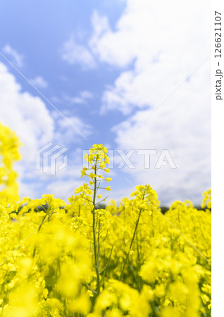 満開の菜の花畑 満開の菜の花畑 126621107