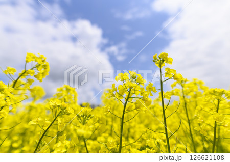 満開の菜の花畑 126621108