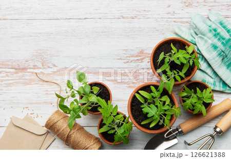 Young plants growing in terracotta pots on rustic white wooden table Young plants growing in terracotta pots on rustic white wooden table 126621388