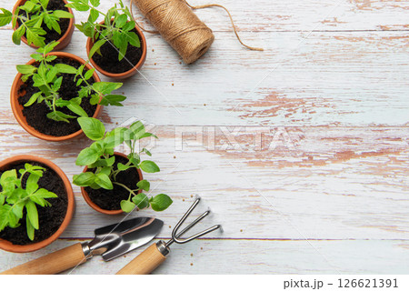 Seedlings growing in terracotta pots with gardening tools on rustic white wood table Seedlings growing in terracotta pots with gardening tools on rustic white wood table 126621391