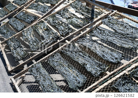 【韓国】ワカメの天日干し 【韓国】ワカメの天日干し 126621582