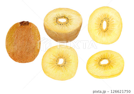 サンゴールドキウイの手描き色鉛筆画 126621750