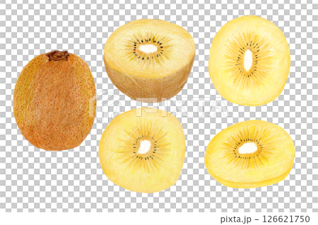 サンゴールドキウイの手描き色鉛筆画 126621750