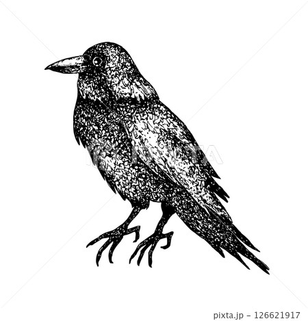 Black crow, raven. Graphic vector illustration with white plate for Halloween or Day of the Dead, Isolated from background. Gothic or Esoteric style, for textile, print product, packaging, stationery Black crow, raven. Graphic vector illustration with white plate for Halloween or Day of the Dead, Isolated from background. Gothic or Esoteric style, for textile, print product, packaging, stationery 126621917