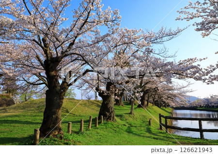 鶴岡公園 満開の桜 鶴岡公園 満開の桜 126621943
