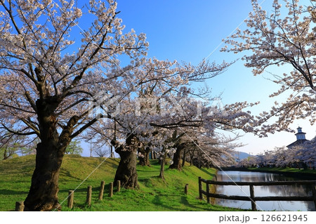 鶴岡公園 満開の桜と致道博物館 鶴岡公園 満開の桜と致道博物館 126621945