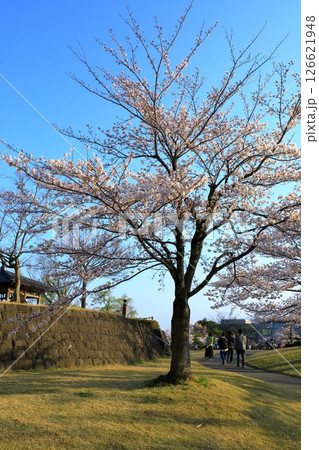 鶴岡公園 満開の桜 鶴岡公園 満開の桜 126621948