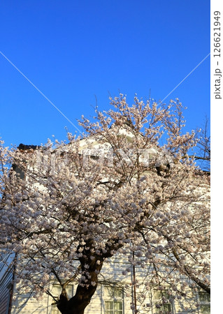 鶴岡公園 満開の桜 鶴岡公園 満開の桜 126621949