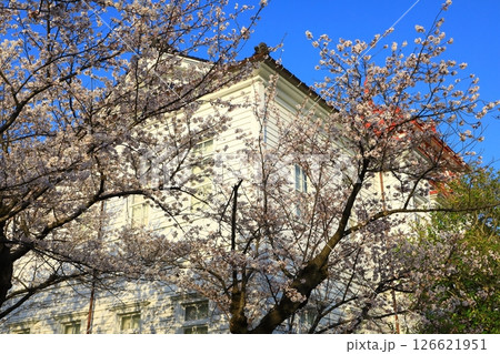鶴岡公園　満開の桜 126621951