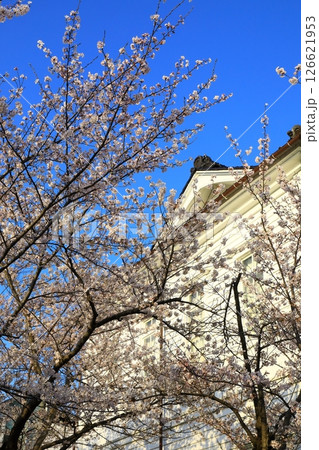 鶴岡公園　満開の桜 126621953