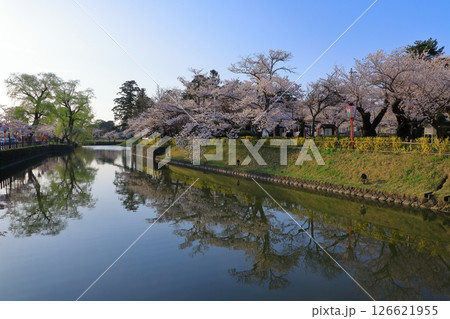鶴岡公園 満開の桜 鶴岡公園 満開の桜 126621955