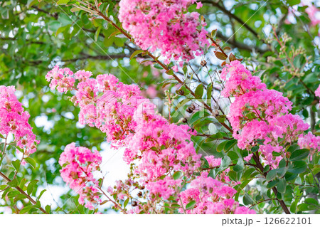 サルスベリの花 126622101