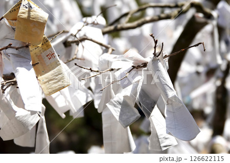 神社の境内 木に結ばれたおみくじ 神社の境内 木に結ばれたおみくじ 126622115