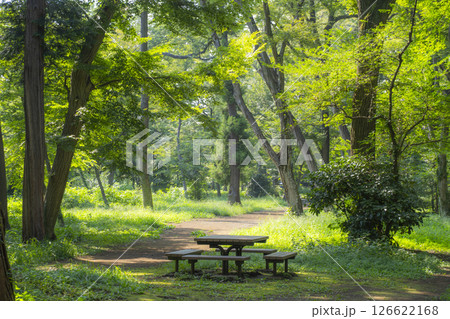 朝の光が差し込む静かな森のベンチ 126622168