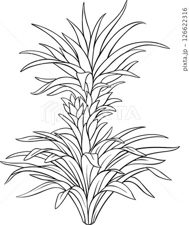 Pineapple Plant with  Leaves Outline Illustration 126622316