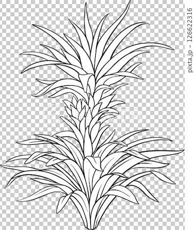 Pineapple Plant with  Leaves Outline Illustration 126622316