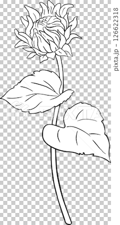 Sunflower Plant with Flower and Leaves Outline Illustration. Sunflower Plant with Flower and Leaves Outline Illustration. 126622318