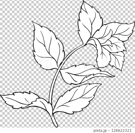 Peppermint Branch Leaves Outline Illustration. Essential oil ingredient for cosmetics, spa, aromatherapy, health care, alternative medicine. Organic natural aromatic herb. 126622321