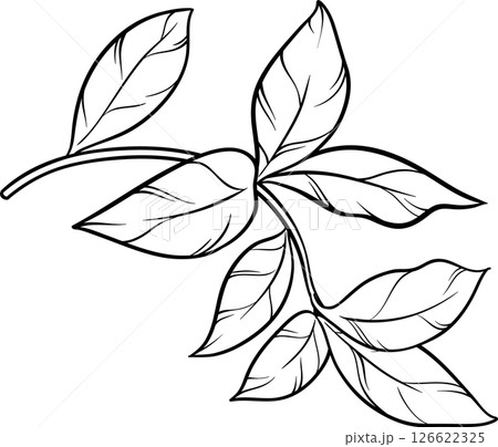 Tea Plant with Leaves Outline Illustration. Tea Plant with Leaves Outline Illustration. 126622325