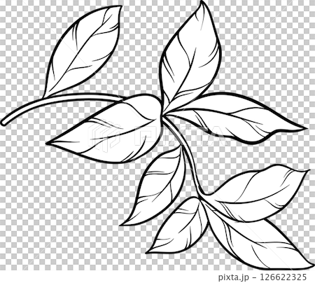 Tea Plant with Leaves Outline Illustration. 126622325