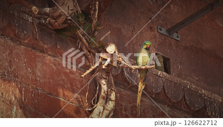 Varanasi, Uttar Pradesh, India. Two rose-ringed parakeets siting together on old wall Chet Singh Fort on Chet Singh Ghat. Sunny day. . Sittacula krameri, ringneck parrot, Kramer parrot from Varanasi, Uttar Pradesh, India. Two rose-ringed parakeets siting together on old wall Chet Singh Fort on Chet Singh Ghat. Sunny day. . Sittacula krameri, ringneck parrot, Kramer parrot from 126622712