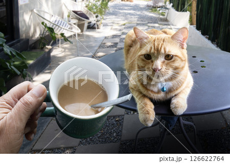 Man and pets enjoy life together at coffee shop. 126622764