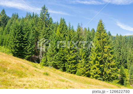 coniferous forest on the grassy hillside. scenic spruce woods of europe. sunny day. carpathian mountain landscape on ukraine in summer. scenery on borzhava ridge 126622780