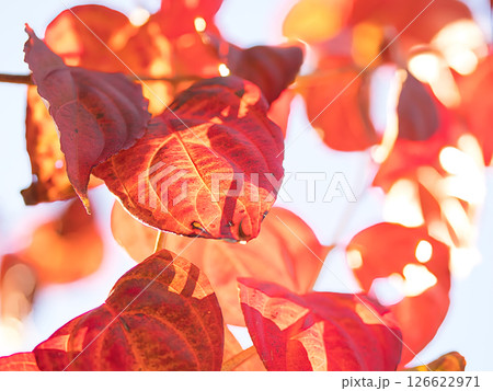 紅葉した樹木の葉 紅葉した樹木の葉 126622971