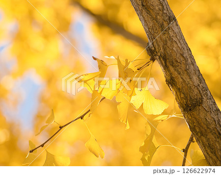 紅葉したイチョウの葉 126622974