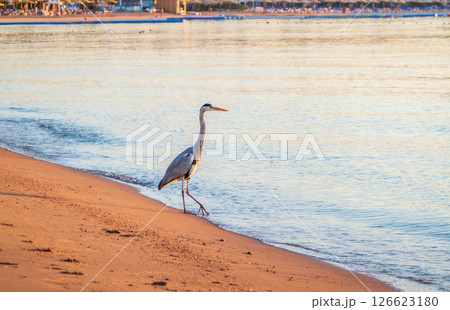 Gray heron fishing on the beach of the Red Sea. Naama Bay beach, Sharm El Sheikh, Egypt Gray heron fishing on the beach of the Red Sea. Naama Bay beach, Sharm El Sheikh, Egypt 126623180