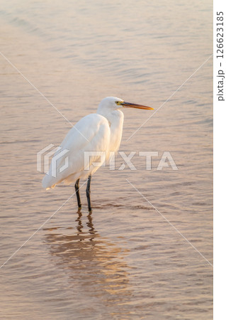 Great egret (Ardea alba), a medium-sized white heron fishing on the sea beach Great egret (Ardea alba), a medium-sized white heron fishing on the sea beach 126623185