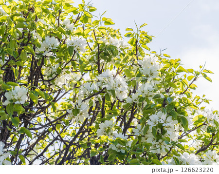 White blossoming apple trees in the sunset light. Spring season, spring colors. 126623220