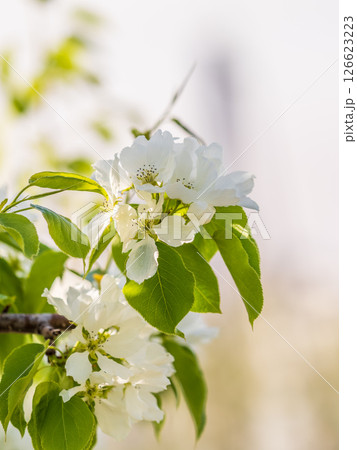 White blossoming apple trees in the sunset light. Spring season, spring colors. 126623223