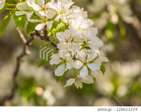 White blossoming apple trees in the sunset light. Spring season, spring colors. White blossoming apple trees in the sunset light. Spring season, spring colors. 126623224
