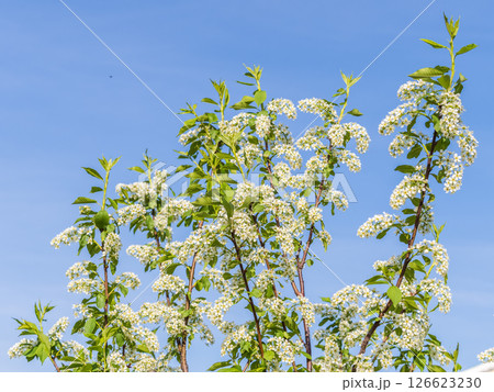 Apple tree branches with white flowers on a background of blue clear sky. Apple tree branches with white flowers on a background of blue clear sky. 126623230