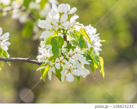 White blossoming apple trees in the sunset light. Spring season, spring colors. White blossoming apple trees in the sunset light. Spring season, spring colors. 126623233