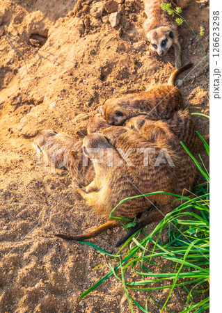 A group of cute meerkats. Meerkat Family are sunbathing. A group of cute meerkats. Meerkat Family are sunbathing. 126623298