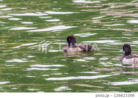 Male tufted duck, Aythya fuligula, swim in the pond 126623306
