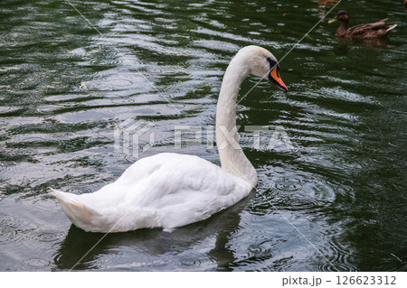 A graceful white swan swimming on a lake with dark water. The white swan is reflected in the water 126623312
