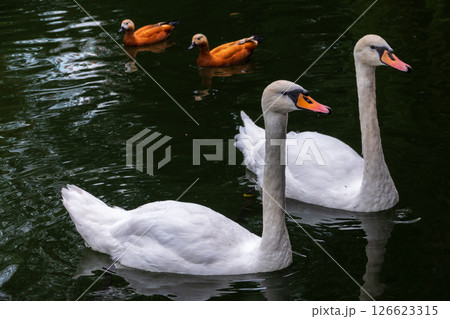 Two Graceful white Swans swimming in the lake, swans in the wild Two Graceful white Swans swimming in the lake, swans in the wild 126623315