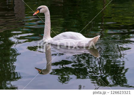 A graceful white swan swimming on a lake with dark water. The white swan is reflected in the water 126623321