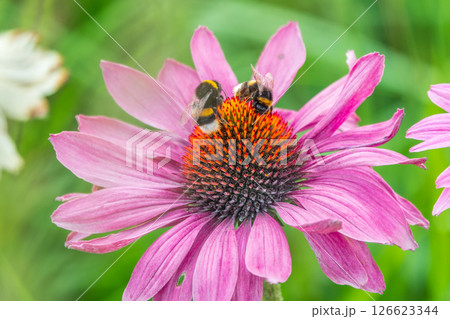 A closeup shot of a bee collecting pollen on a purple echinacea flower 126623344