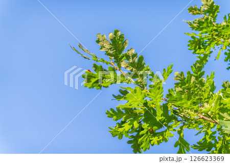 Green oak leaves background. Plant and botany nature texture. green oak leaves in woods Green oak leaves background. Plant and botany nature texture. green oak leaves in woods 126623369