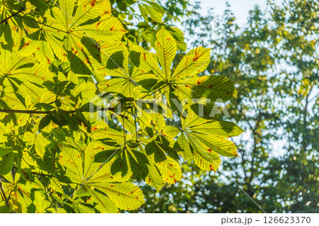 Close-up of beautiful young green chestnut leaves that have opened like a fan against a blurred green background of tree foliage with a swirling bokeh effect. Natural surroundings, environment. 126623370