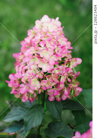 Hercules Hydrangea with Vibrant Pink Hues 126623404