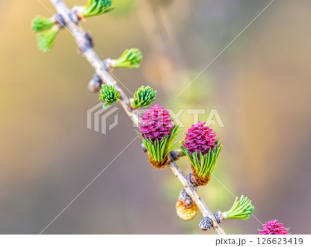 Larch tree fresh pink cones blossom at spring on nature background Larch tree fresh pink cones blossom at spring on nature background 126623419
