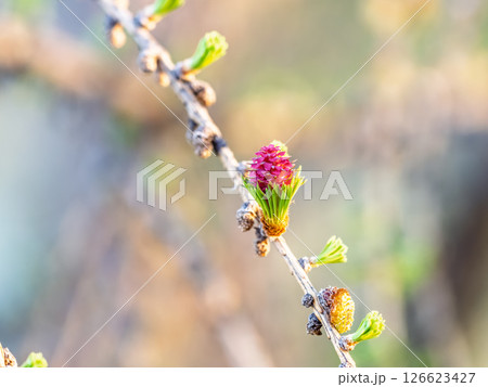 Larch tree fresh pink cones blossom at spring on nature background Larch tree fresh pink cones blossom at spring on nature background 126623427